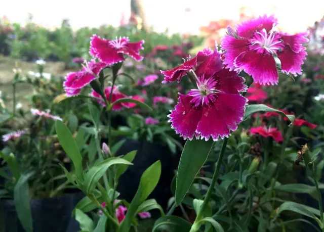 ફ્લાવર શો.