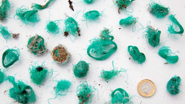 Trozos de redes y cuerdas de pesca encontrados en bolas de comida regurgitada por las aves