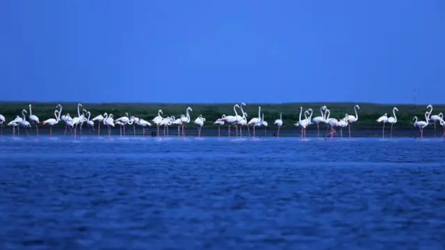 Aves migratorias