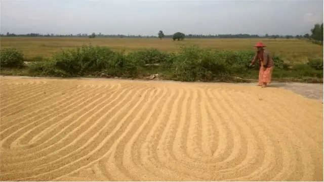 ရိတ်သိမ်းပြီးစ စပါးတွေကို နေပြည်တော်အနီး ကားလမ်းပေါ်မှာ နေလှန်းနေကြတဲ့ လယ်သမားတွေရဲ့ လုပ်ငန်းခွင်မြင်ကွင်း