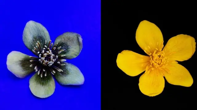 Калюжниця болотна (Caltha palustris)