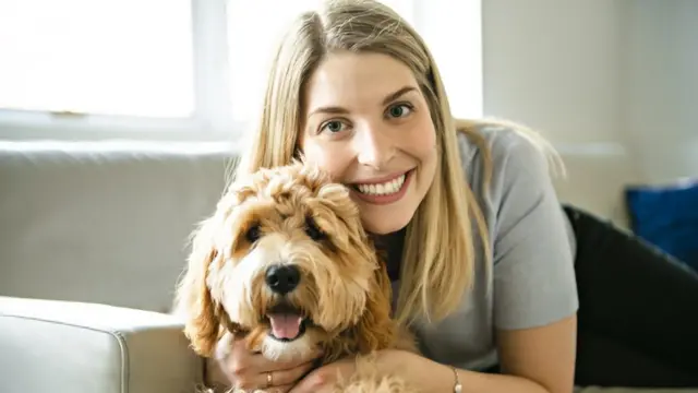 Labradoodle, retrato
