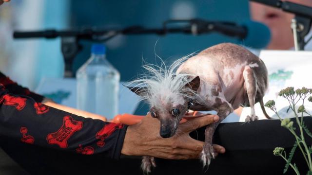 2017年世界最醜狗狗參賽選手之一，叫"小淘氣"（Rascal）