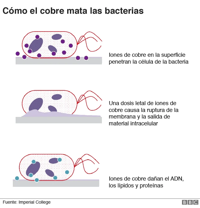 Como el cobre mata a las bacterias
