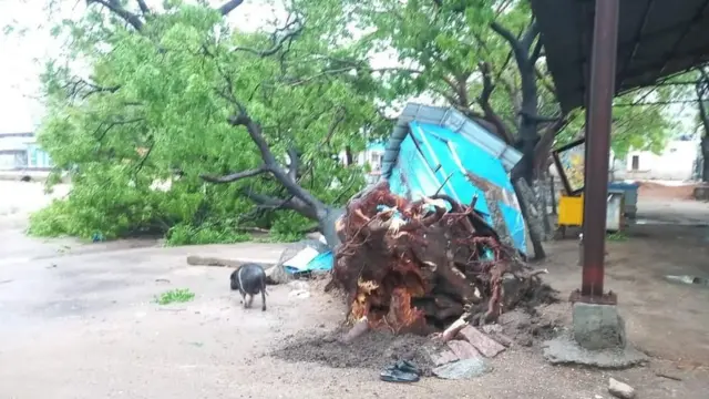 వర్షాలకు కూలిన చెట్లు