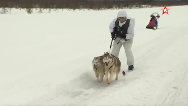 Husky dogs on military training, Russia, 2019