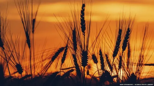 जीन मैपिंग, गेहूं