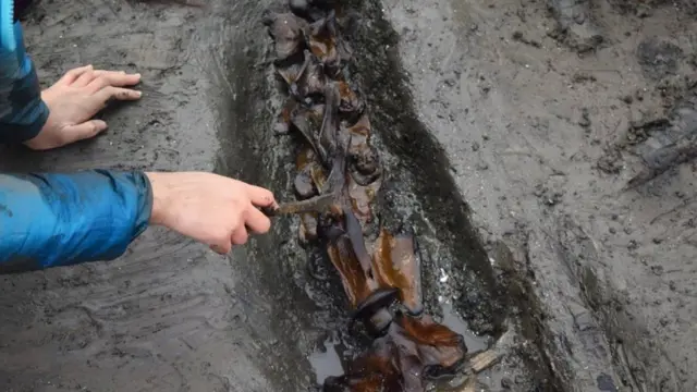 馬のものとみられる動物の背骨