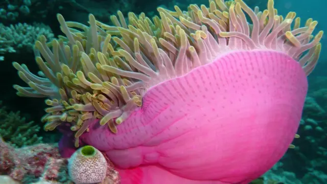 අප ලබා ගන්නා සෝඩියම්, කැල්සියම්, පොටෑසියම් සහ මැග්නීසියම් වැනි ක්ෂුද්‍ර පෝෂකවල ප්‍රධාන ප්‍රභවය වන්නේ ද සාගරයයි.