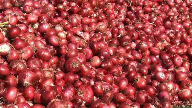 प्याज, नासिक