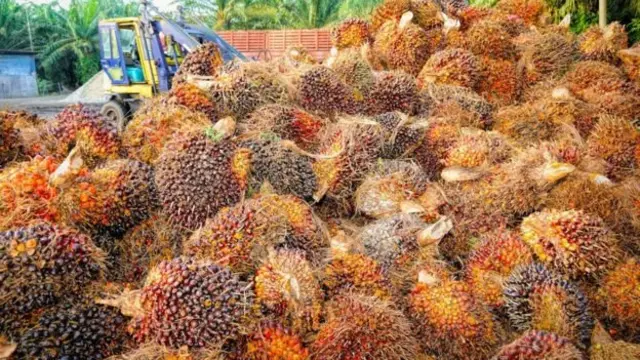 Penanaman pohon kepala sawit melonjak karena pembuatan minyak yang sangat efisien.