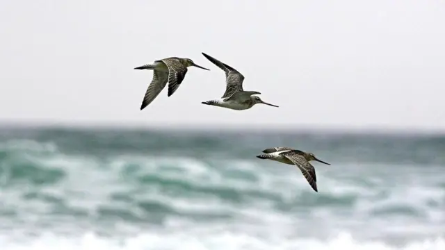 Полет малого веретенника (Limosa lapponica)