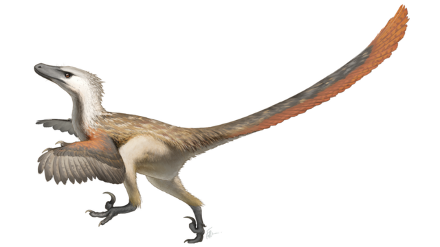 Ilustração de um dinossauro com penas brancas e causa marrom e laranja, com pés de pássaro e aspectos de passarinho