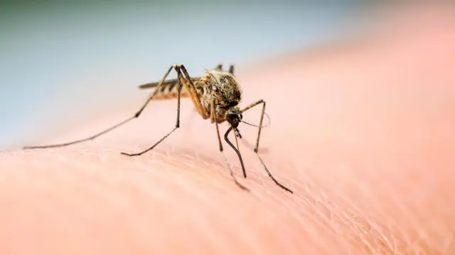 مچھر انسانوں کی سانسوں سے خارج ہونے والے دو کیمیکلز کی وجہ سے ان کی طرف آتے ہیں وہ کاربن ڈائی اکسائیڈ اور آکٹانال ہیں