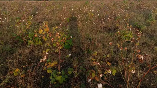 રામકુભાઈ