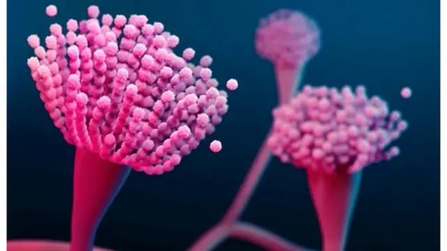 অ্যাসপারগিলাস ছত্রাকের বীজবহনকারী অংশের আঁকা ছবি