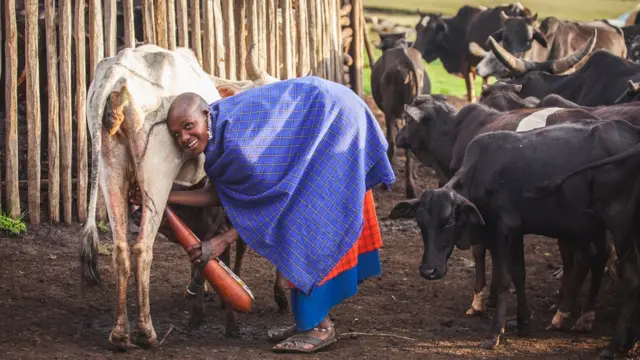 Uzalishaji wa maziwa Tanzania hupungua sana wakati wa kiangazi