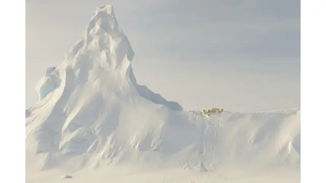 Белые медведи в снегу