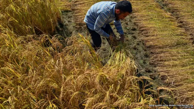 వ్యవసాయం