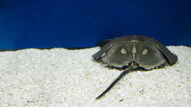 Cangrejo herraduro en playa