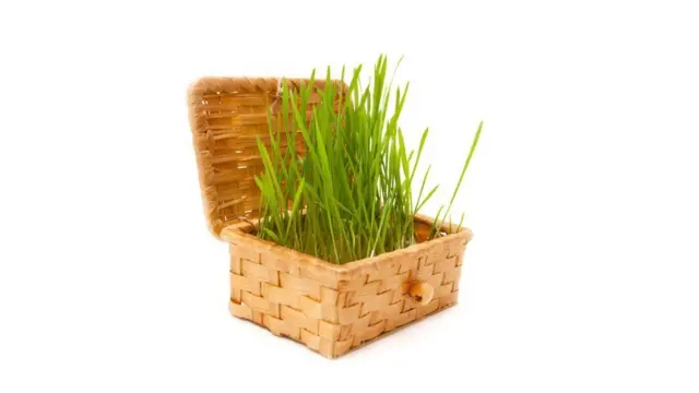 Algunas personas deciden colocar sus cenizas en recipientes biodegradables en vez de urnas.