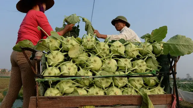 Việt Nam, đất đai