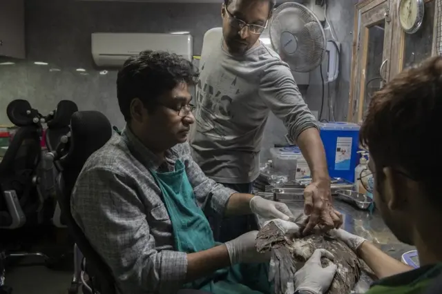 Les frères soignent les oiseaux mutilés dans un garage en sous-sol délabré