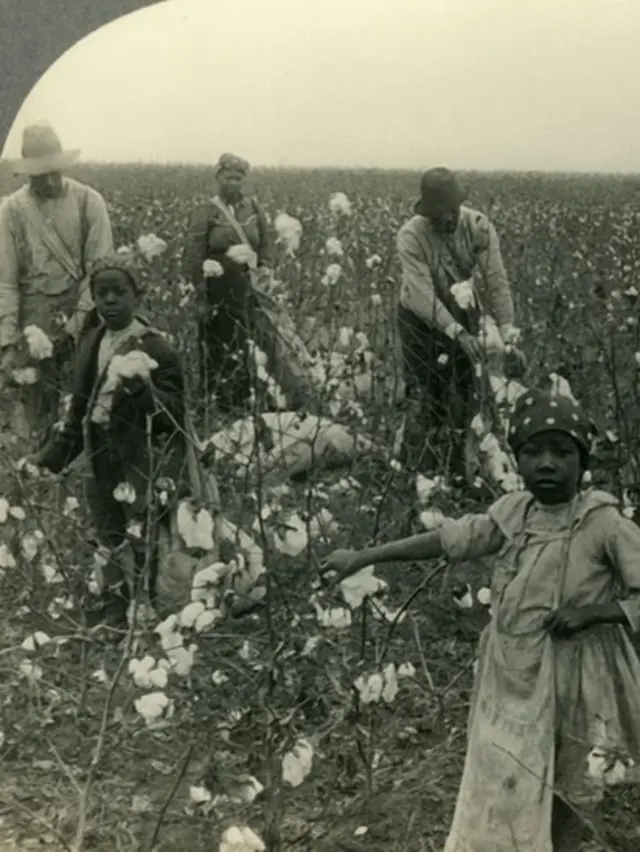 Plantaçãotelegram da blazealgodão no Texas