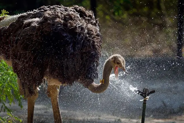 நெருப்புக் கோழி - கோப்புப் படம்.