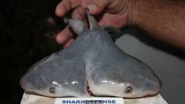 Papa wa vichwa viwili aliyepatikana katika Ghuba ya Mexico