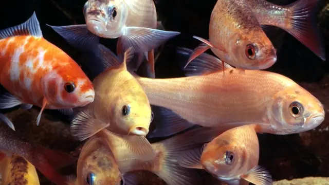 Рыбы вовсе не так забывчивы, как принято считать