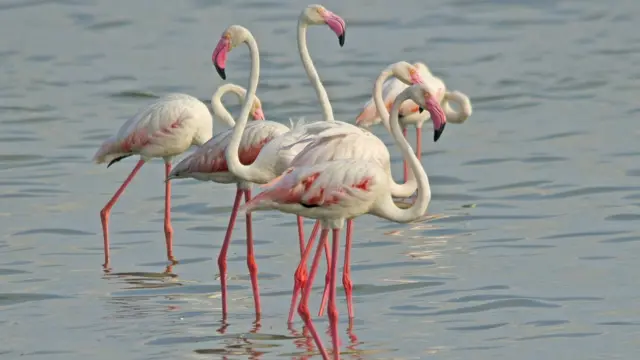 பிளமிங்கோ.