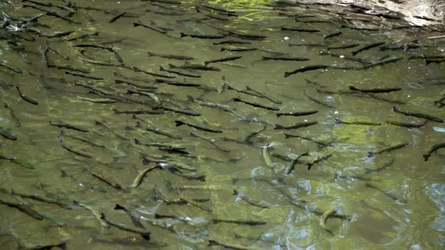 Струмкова форель