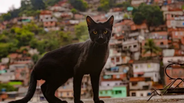 Gato preto com favela ao fundo