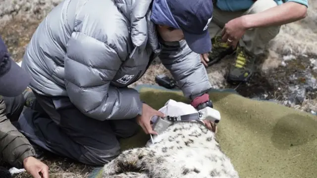 हिउँचितुवाको घाँटीमा स्याटेलाइट कलर जडान गर्दै प्राविधिक