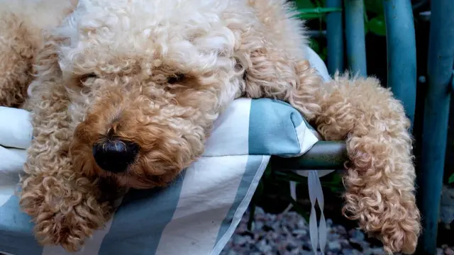 Labradoodle, retrato