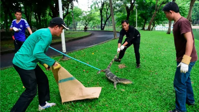 เมื่อปี 2559 เจ้าหน้าที่เคยมีความพยายามควบคุมประชากรตัวเงินตัวทองด้วยการจับพวกมันกว่า 400 ตัวออกจากพื้นที่สวนลุมพินีไปปล่อยในพื้นที่ธรรมชาติ และศึกษาเกี่ยวกับการเพาะเลี้ยงและใช้ประโยชน์จากสัตว์เลื้อยคลานประเภทนี้