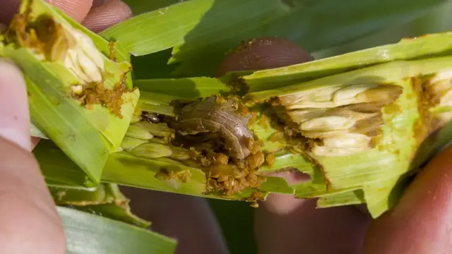 16 கால்கள்; 300 முட்டை இட்டு அச்சுறுத்தும் படைப்புழுக்கள்: பரிதவிக்கும் விவசாயிகள்