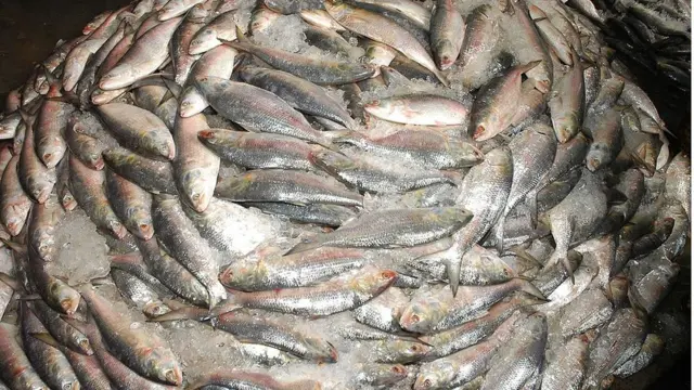 ইলিশ মাছ