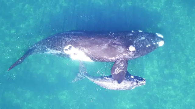 Ballena franca austral con su cría