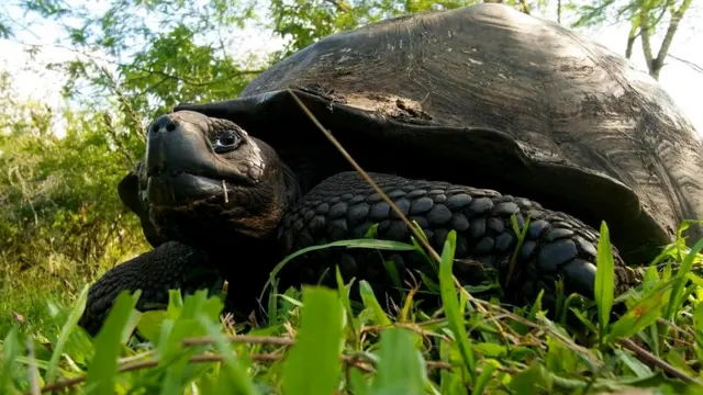 Гигантская галапагосская черепаха (Chelonoidis nigra)