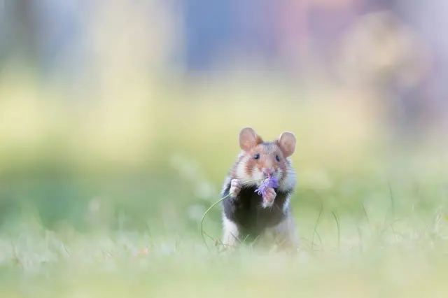 A wild hamster holding a purple flower