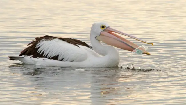 الكثير من الكائنات البحرية تبتلع البلاستيك
