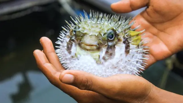 Fugu