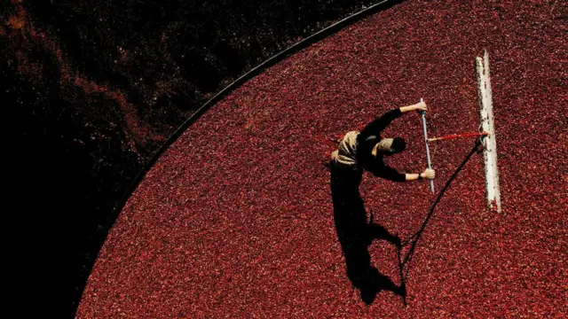 Сбор клюквы в Массачусетсе