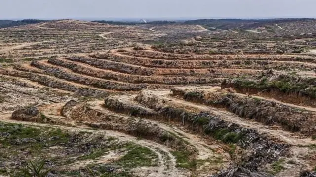 पाम तेल के लिए जंगल काट दिए गए
