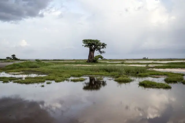 A baobab tree is pictured during Senegal's wet season in Palmarin on August 30, 2021.