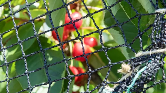 Вишня в саду в кенте