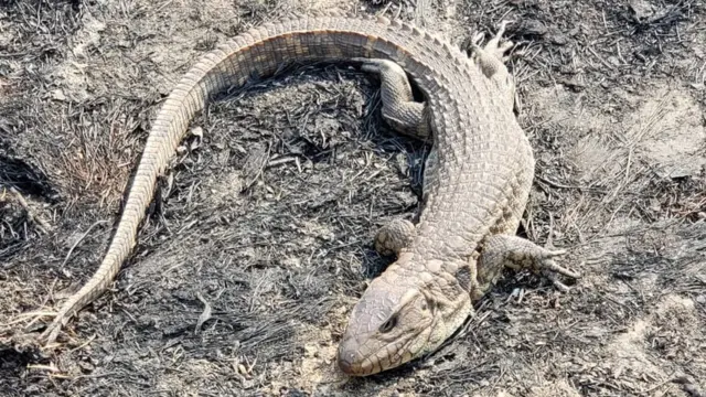 Espécies atingidas pelo incêndio no Pantanal