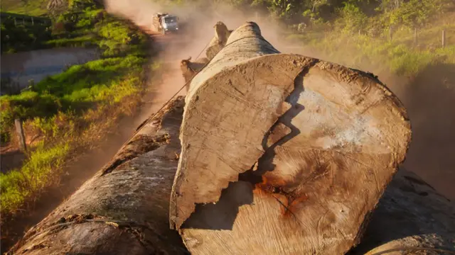 caminhão com torasjogo de cassino betanomadeira na Amazônia